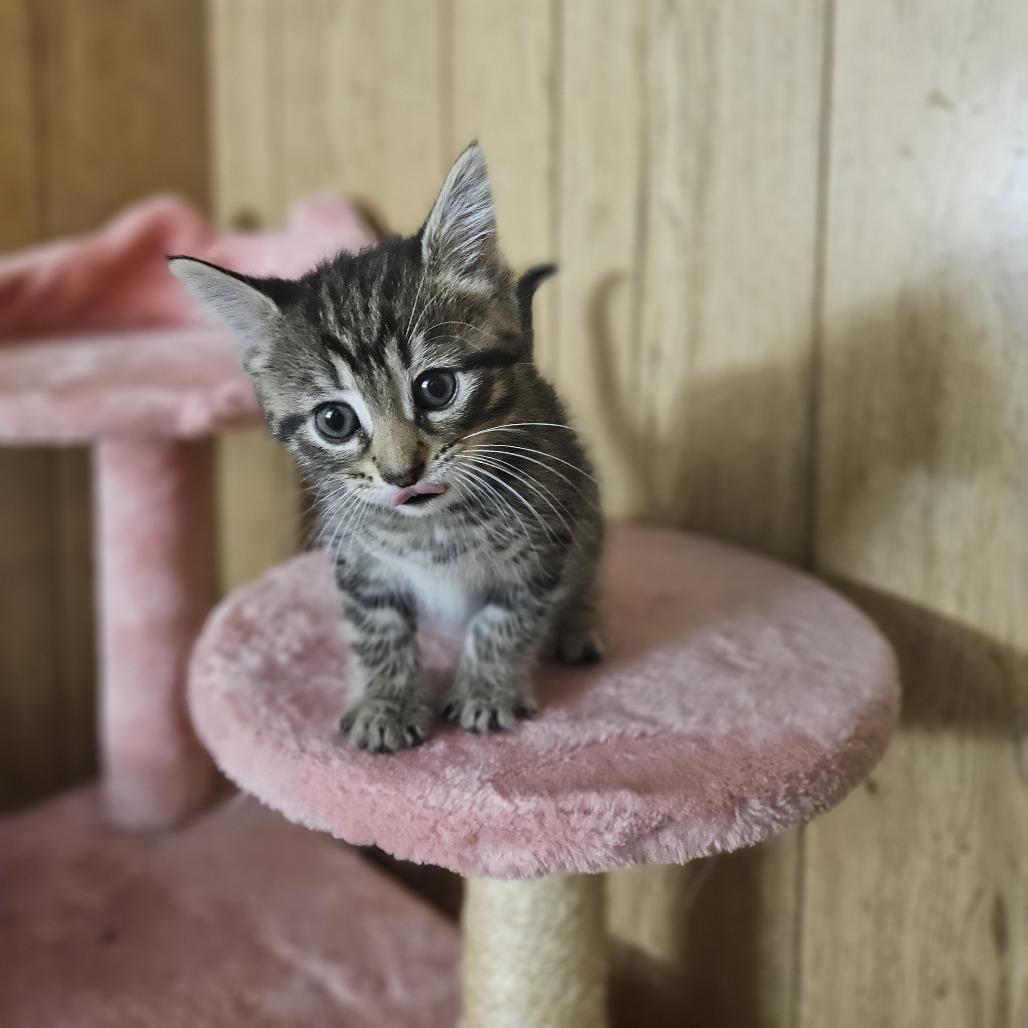 Enlarge Sprinkles, a Adoptable Domestic Short Hair in Toledo, OH image 1/5