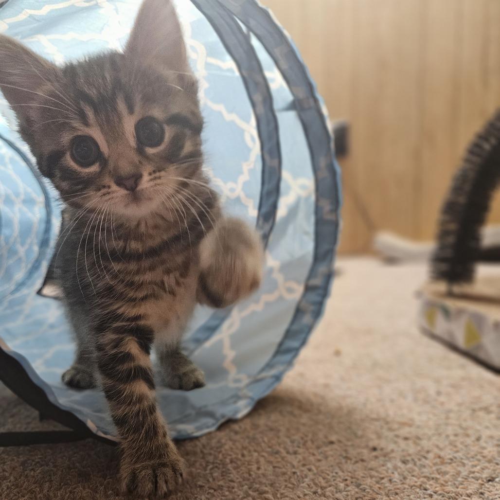 Enlarge Sprinkles, a Adoptable Domestic Short Hair in Toledo, OH image 2/5