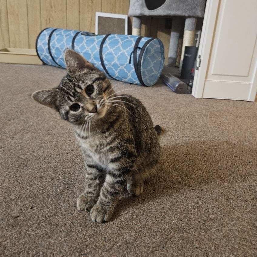 Enlarge Sprinkles, a Adoptable Domestic Short Hair in Toledo, OH image 4/5