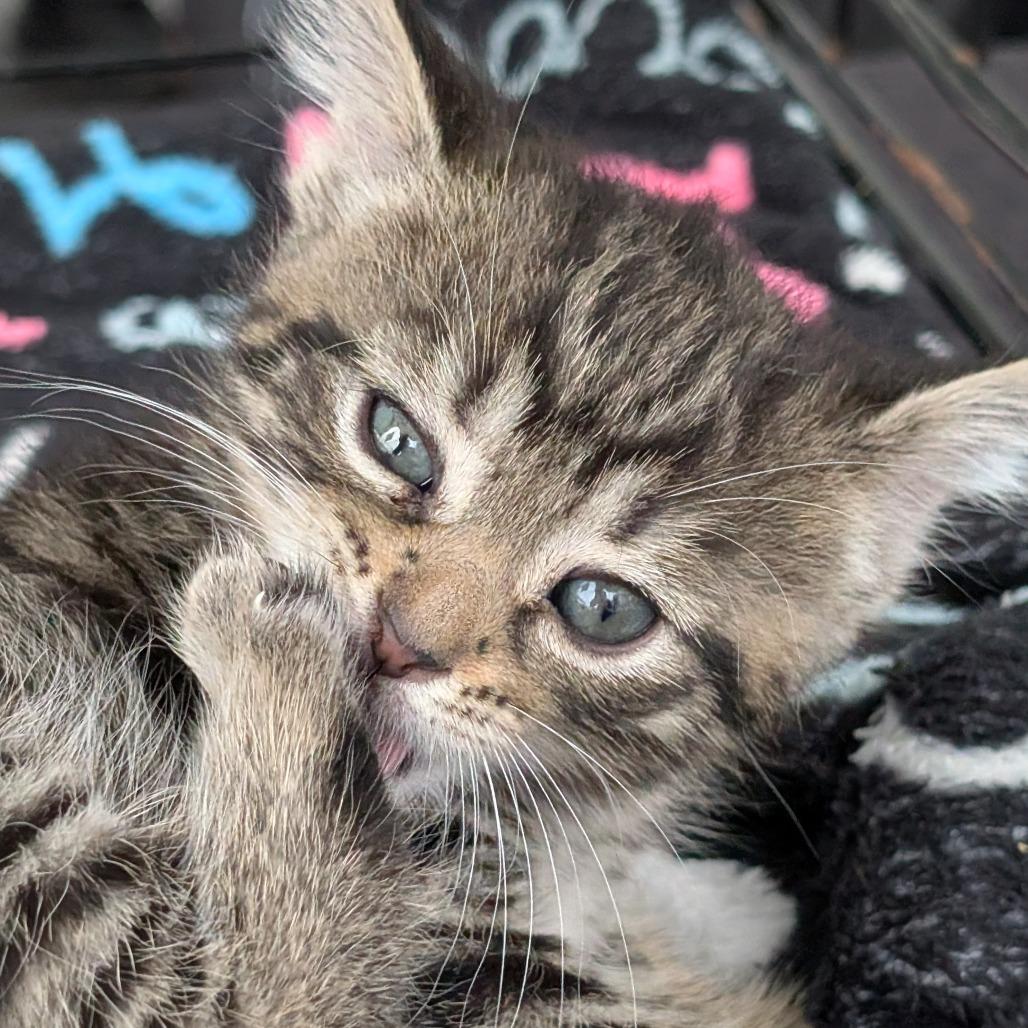 Enlarge Sprinkles, a Adoptable Domestic Short Hair in Toledo, OH image 5/5