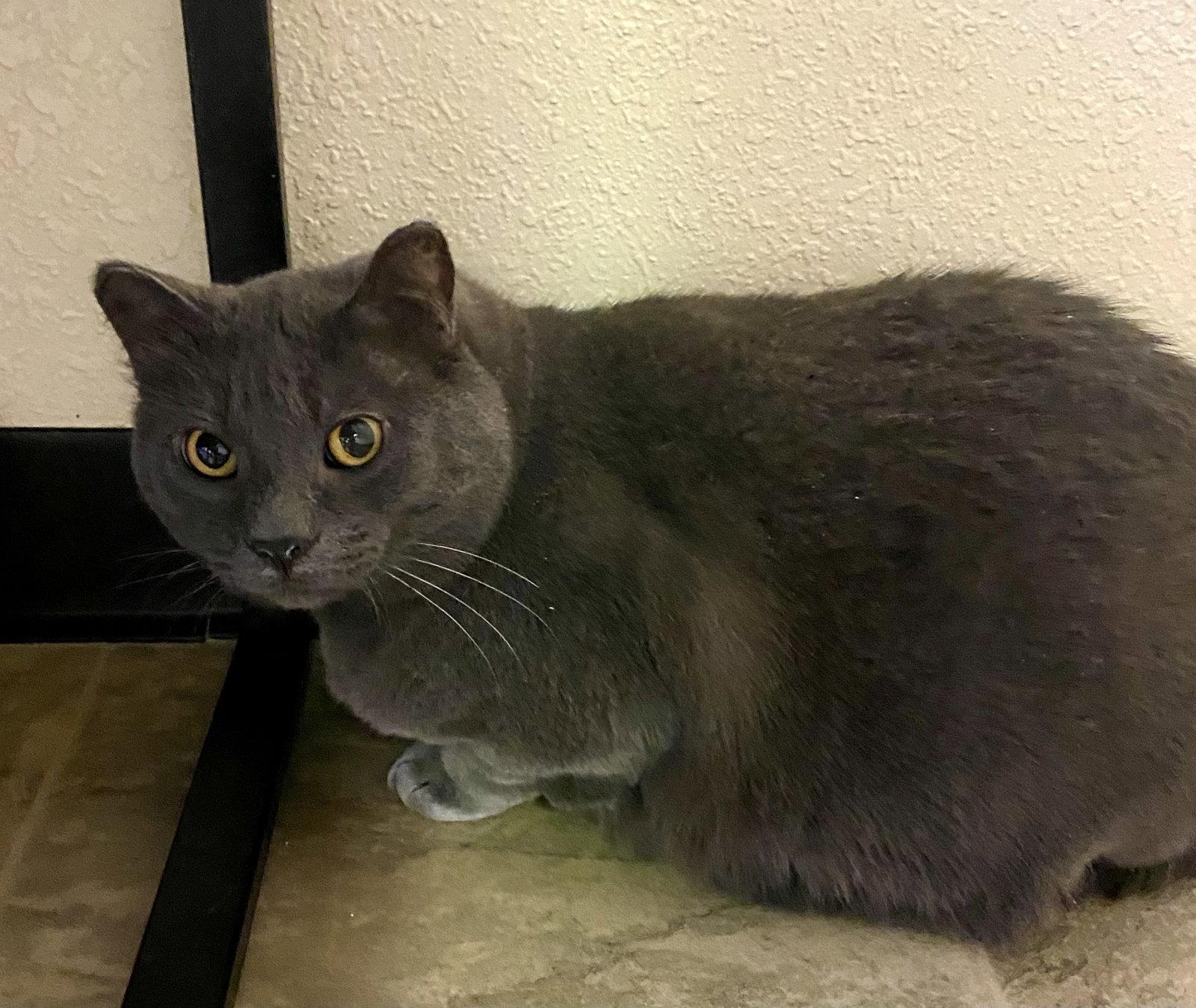 Enlarge Franklin, a Adoptable Domestic Short Hair in Fargo, ND image 1/1