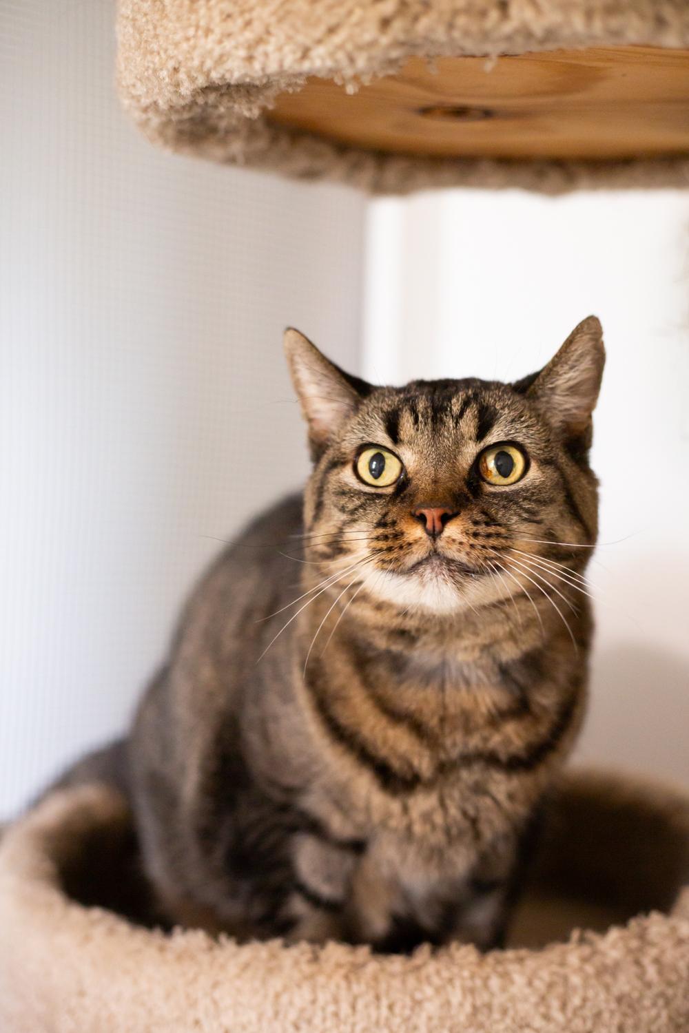 Harley (with Spike), a Adoptable Domestic Short Hair in Marana, AZ image 1/2