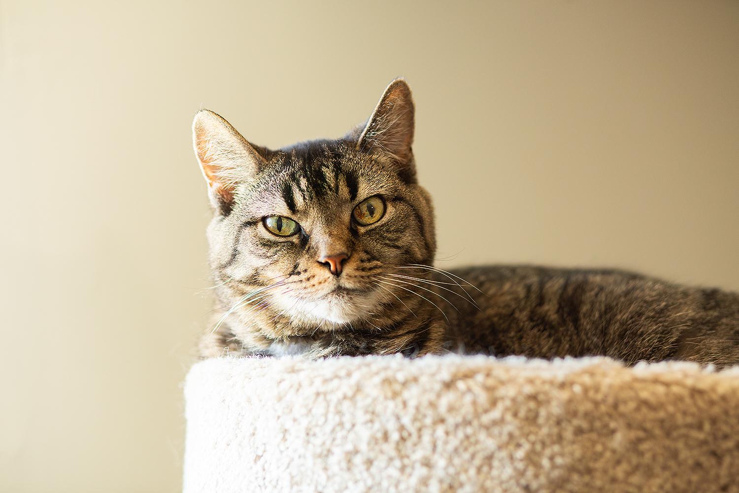 Harley (with Spike), a Adoptable Domestic Short Hair in Marana, AZ image 2/2