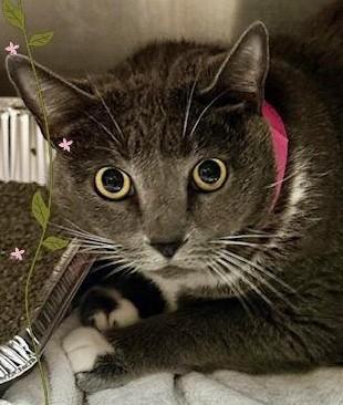 Ash, Adoptable, Adult Female Domestic Short Hair.