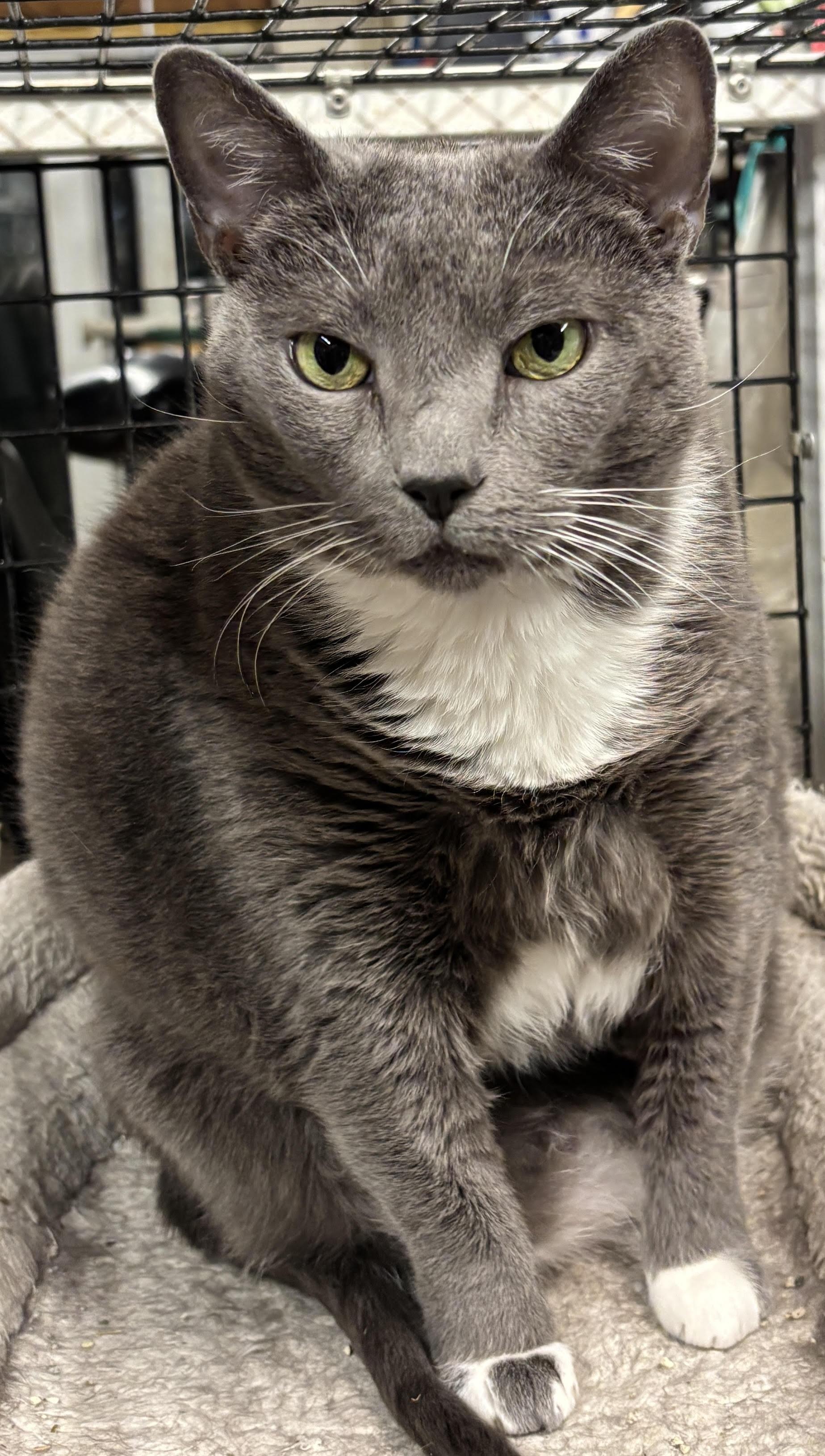 Ash, a ADOPTABLE mixed breed in Centreville, VA image 2/3
