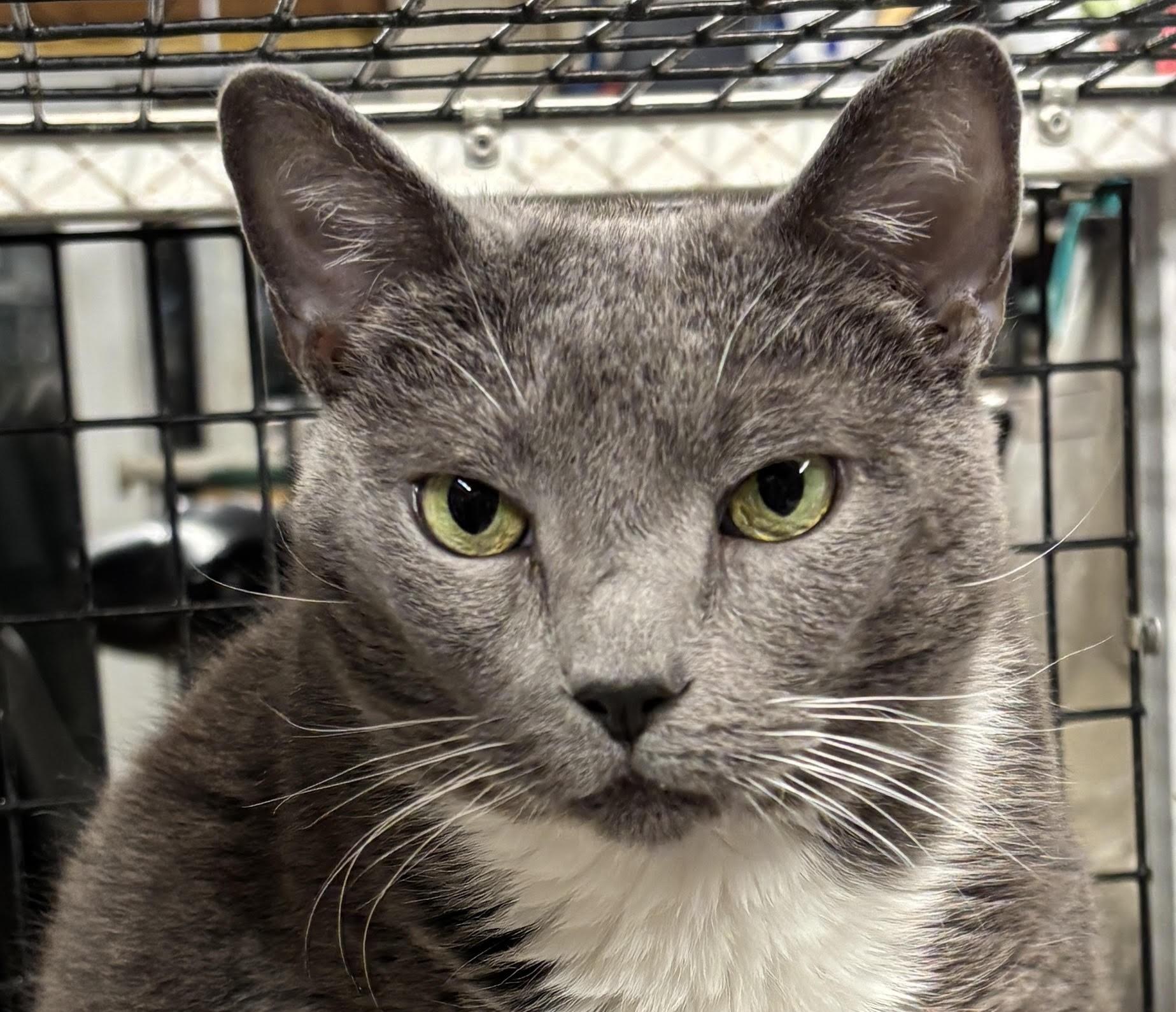 Enlarge Ash, a Adoptable mixed breed in Centreville, VA image 1/5