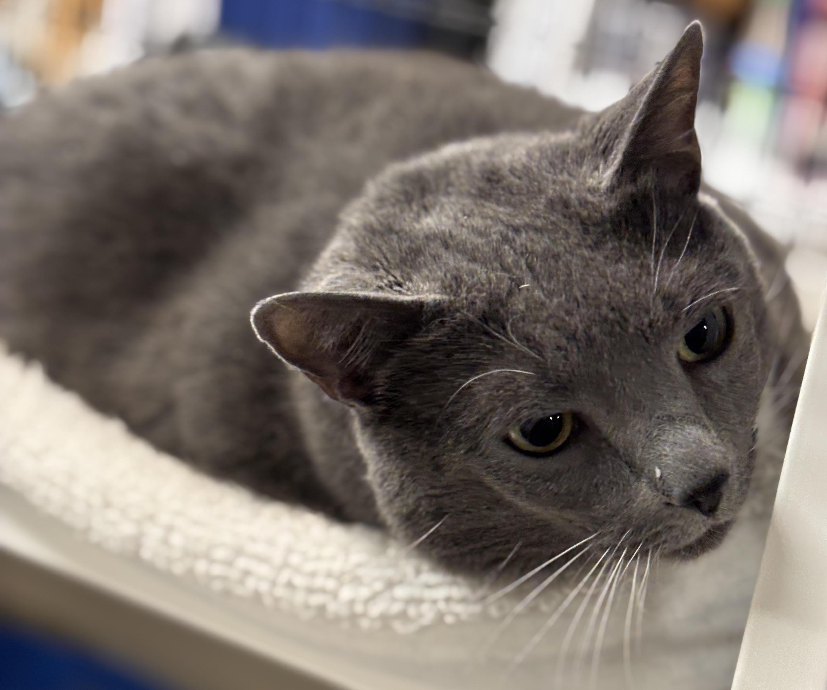 Ash, ADOPTABLE, Adult Female Domestic Short Hair.