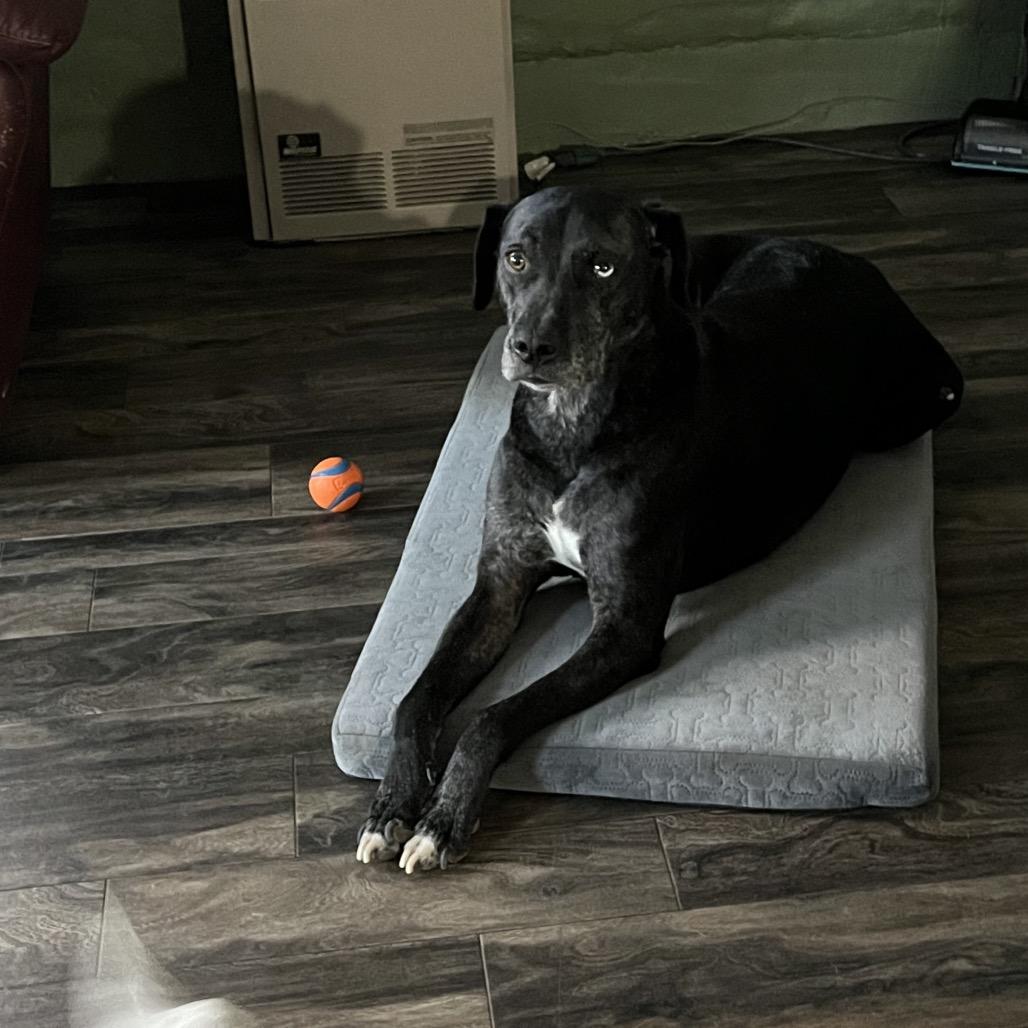 Enlarge Texas, a Adoptable mixed breed in Baldwin, WI image 6/6