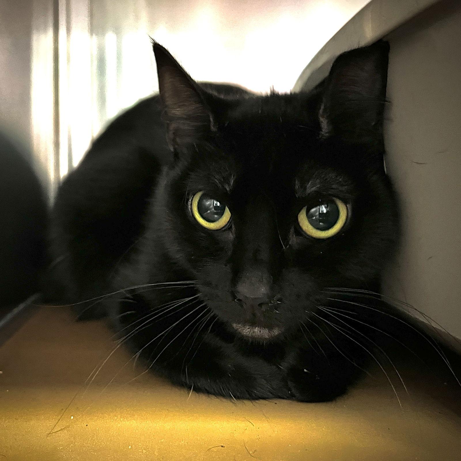 Kimiko, Adopted, Young Female Domestic Short Hair.