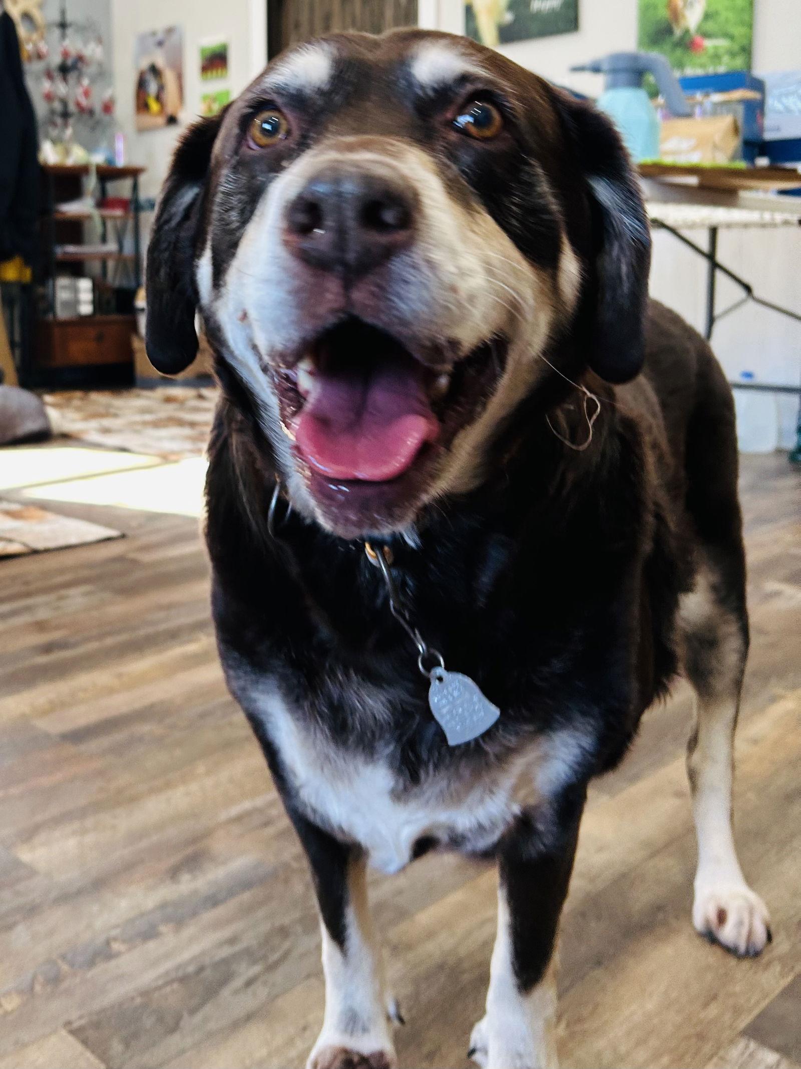 Frankie — thumbnail 3