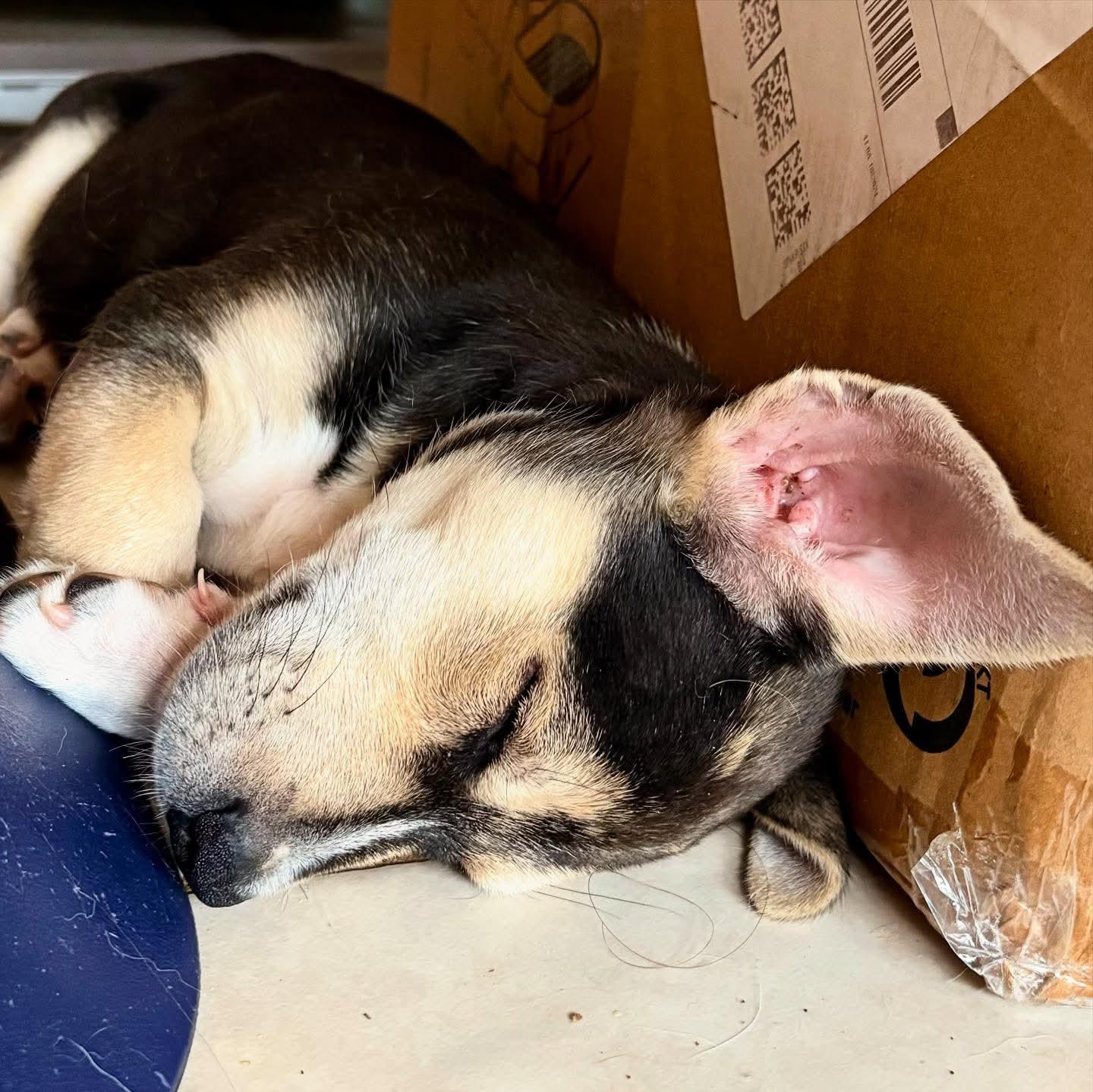 Toffee, a Adopted mixed breed in Guilford, CT image 2/6