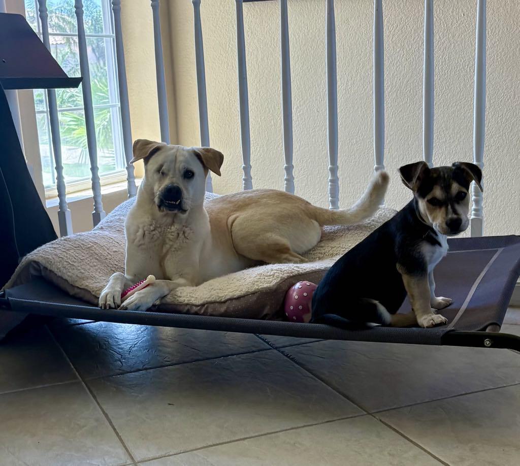 Toffee, a Adopted mixed breed in Guilford, CT image 3/6