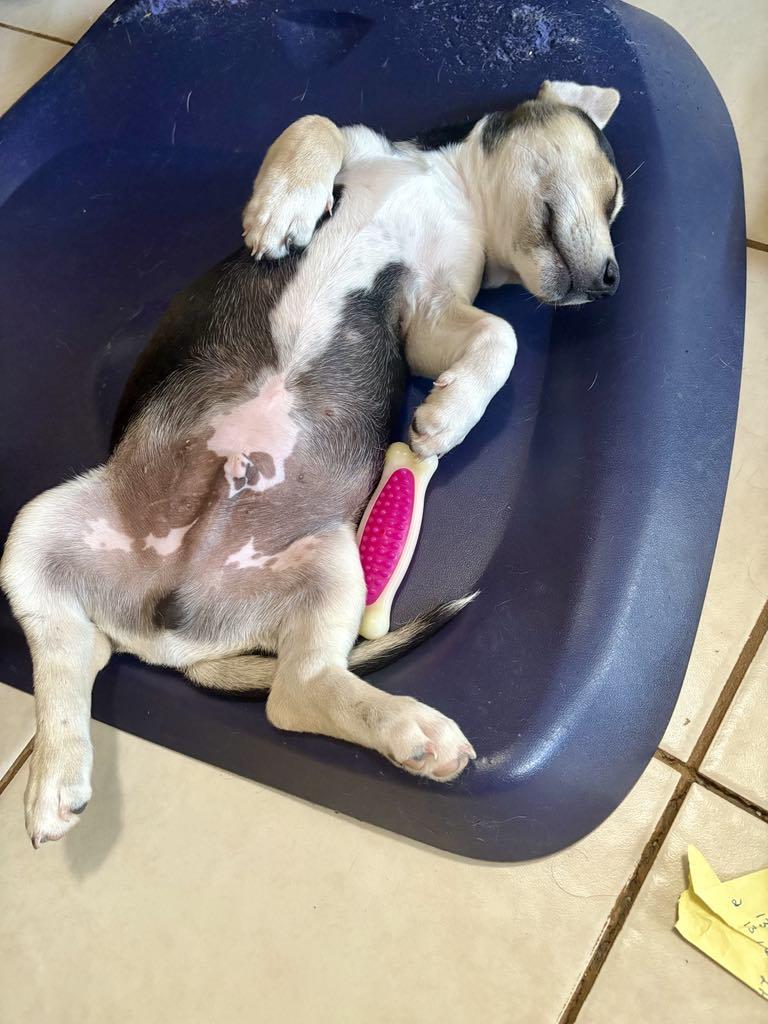 Toffee, a Adopted mixed breed in Guilford, CT image 4/6