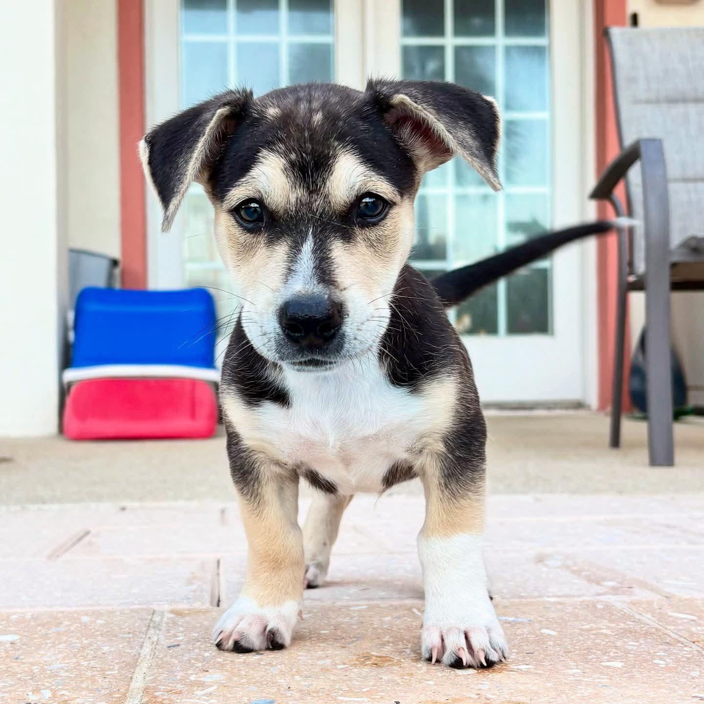 Toffee, Adopted, Puppy Male Corgi & Husky.
