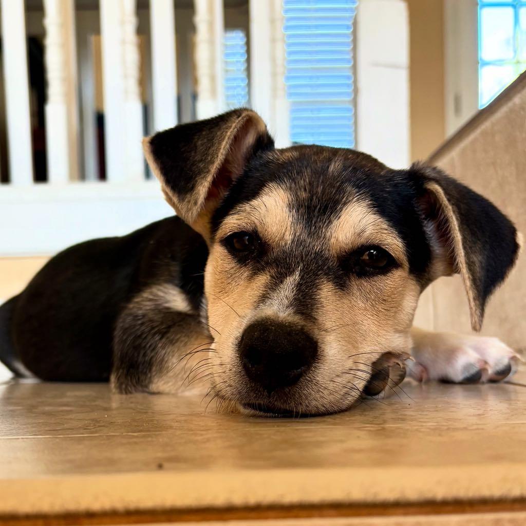 Toffee, a Adopted mixed breed in Guilford, CT image 5/6