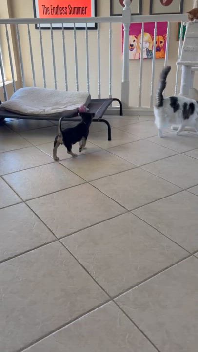 Enlarge Toffee, a Adopted mixed breed in Guilford, CT video 6/6