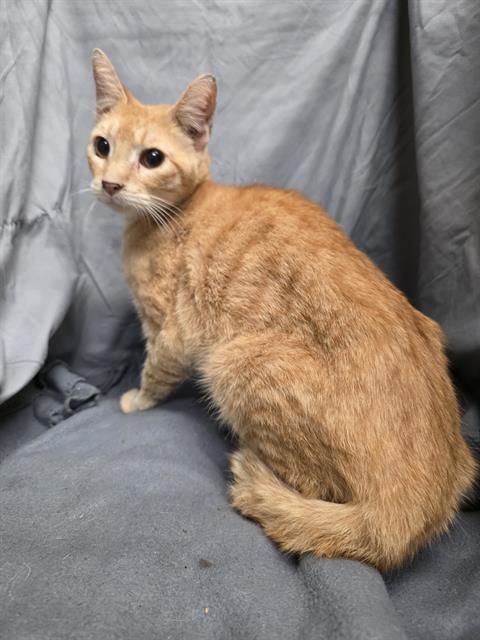 Enlarge ORBIT, a Adoptable Domestic Short Hair in Winter Haven, FL image 1/1