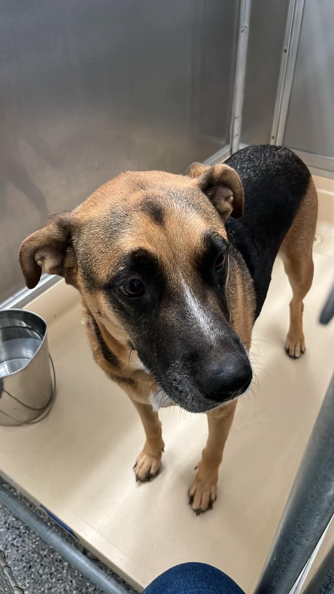 Enlarge Cam-bam, a Adoptable mixed breed in Burgaw, NC image 1/2