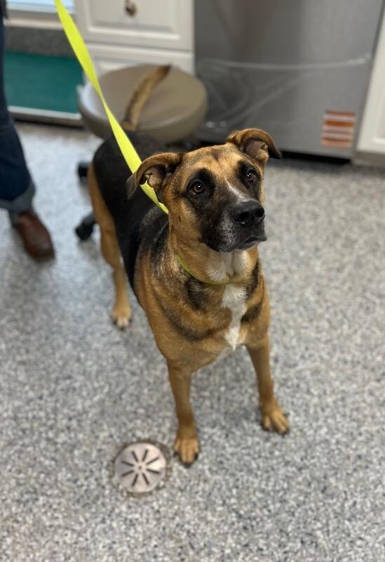 Enlarge Cam-bam, a Adoptable mixed breed in Burgaw, NC image 2/2