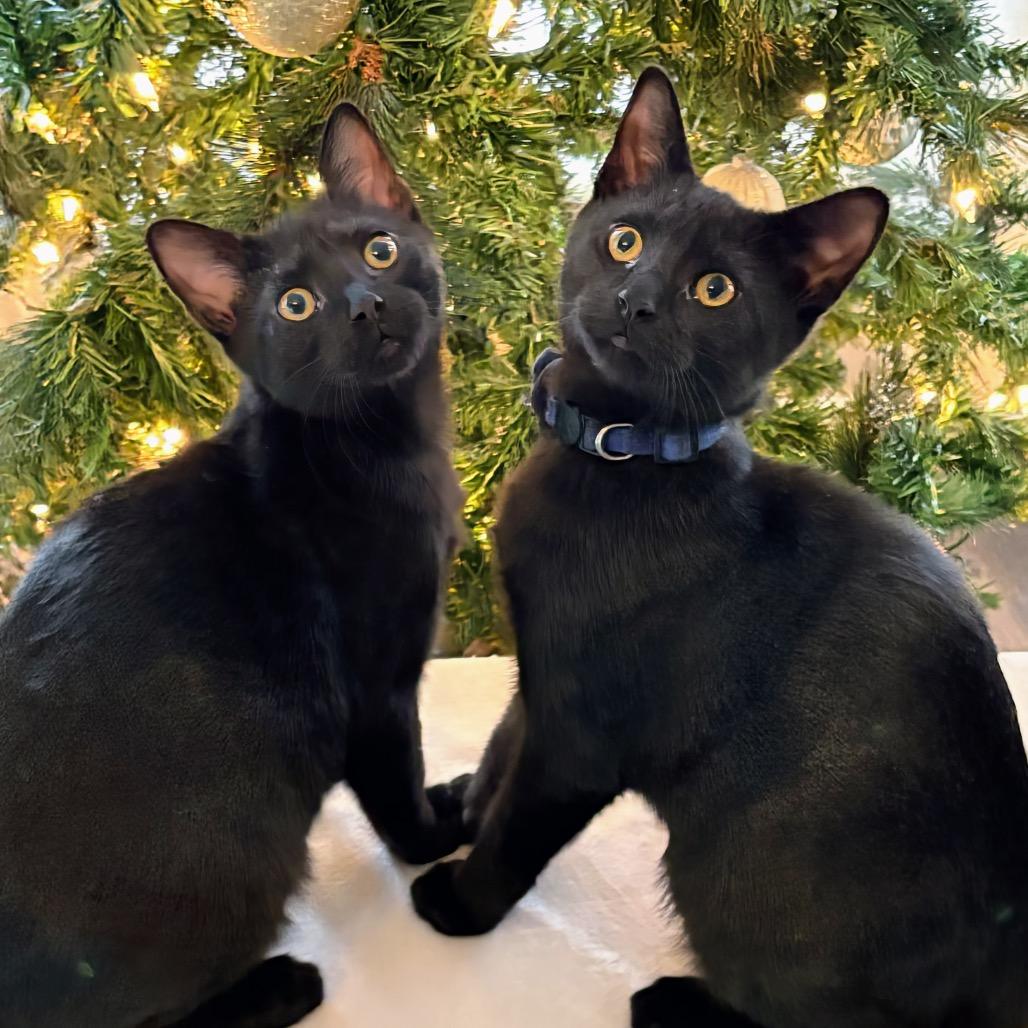 Oogie Boogie, Adoptable, Young Male Domestic Short Hair.