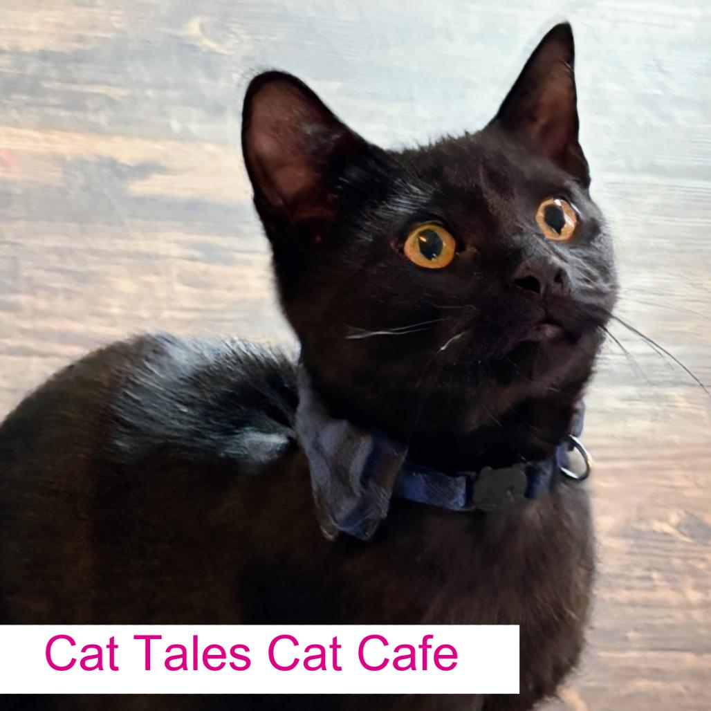 Enlarge Oogie Boogie, a Adoptable Domestic Short Hair in Chapel Hill, NC image 3/5