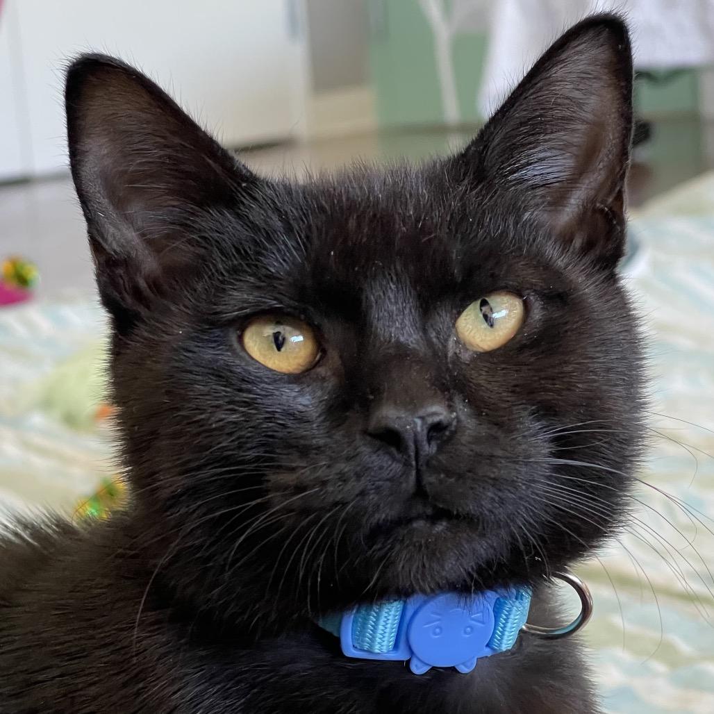 Enlarge Oogie Boogie, a Adoptable Domestic Short Hair in Chapel Hill, NC image 4/5