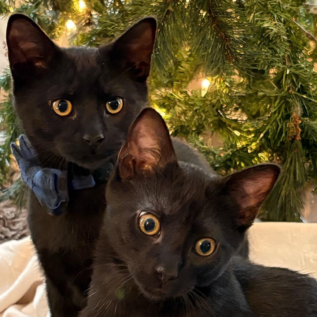 Enlarge Oogie Boogie, a Adoptable Domestic Short Hair in Chapel Hill, NC image 5/5