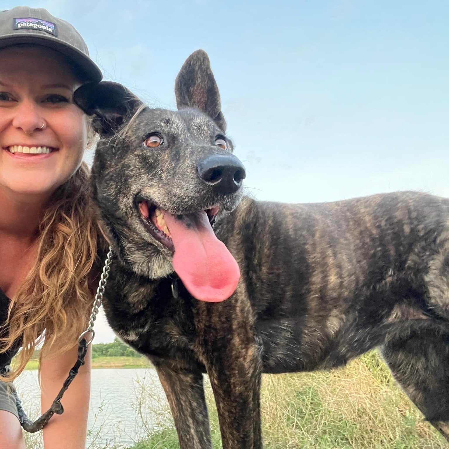 Kennedy GDP, Adoptable, Adult Female Dutch Shepherd.