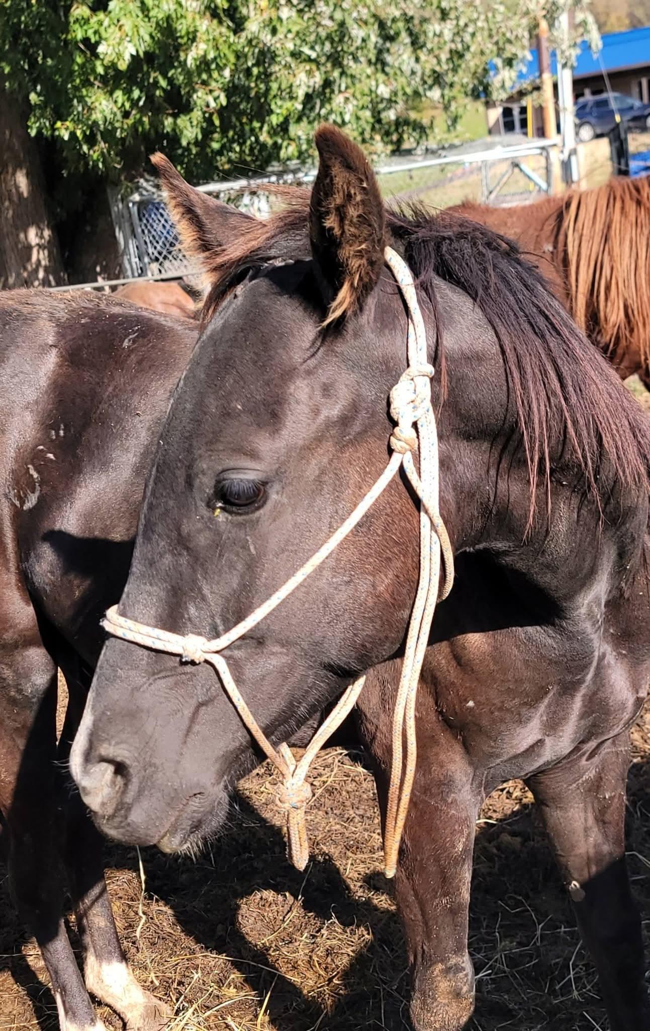 Enlarge Maverick, a Adoptable Gaited in Richland Center, WI image 3/3