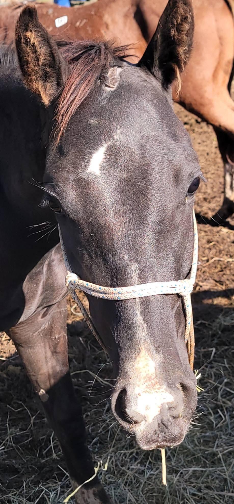 Enlarge Maverick, a Adoptable Gaited in Richland Center, WI image 2/3