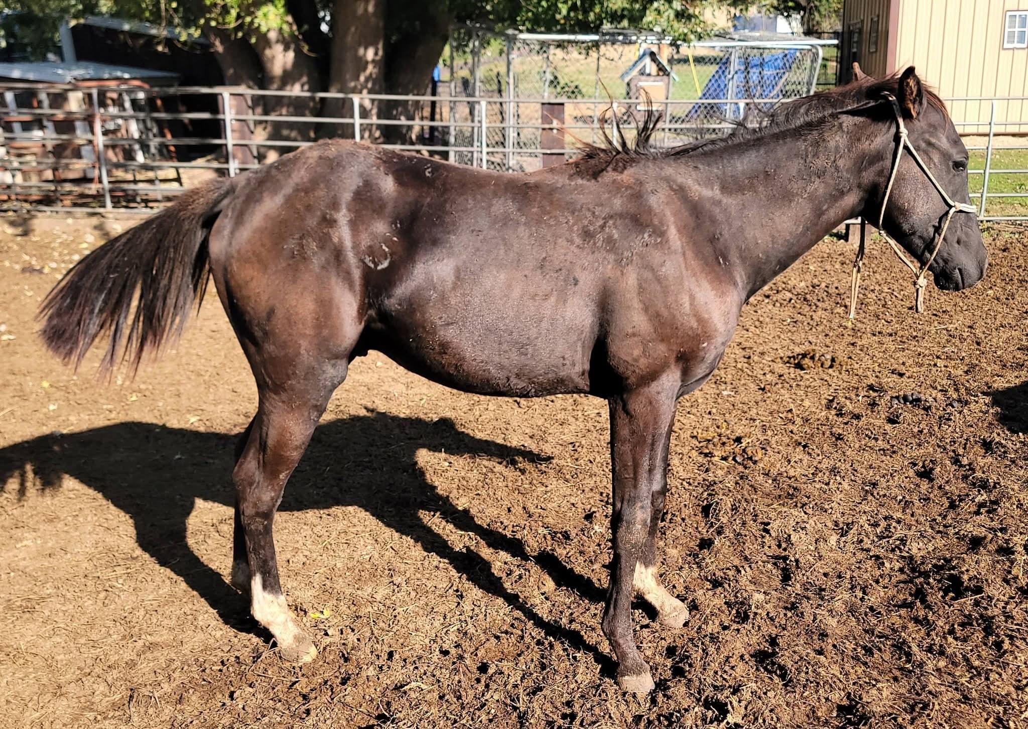 Maverick, Adoptable, Adult Male Gaited.