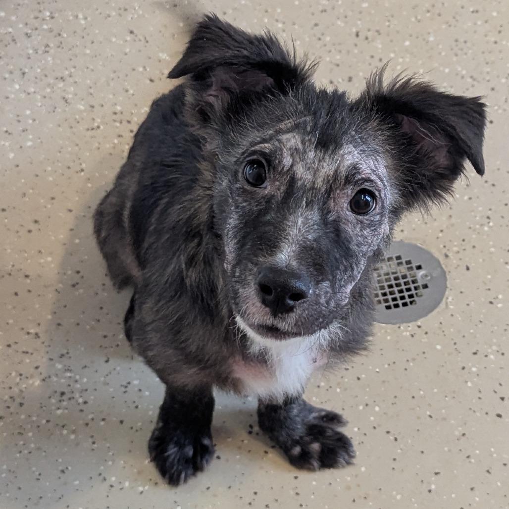 Zamboni , adoptable, Puppy Male Mixed Breed.