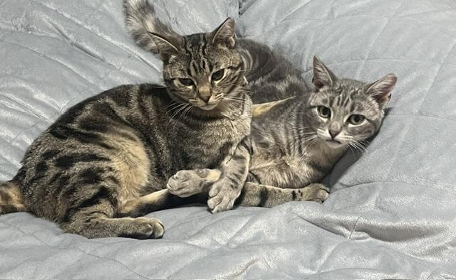 Remy & Sinatra, an adopted Domestic Short Hair in Calgary, AB image 1/4