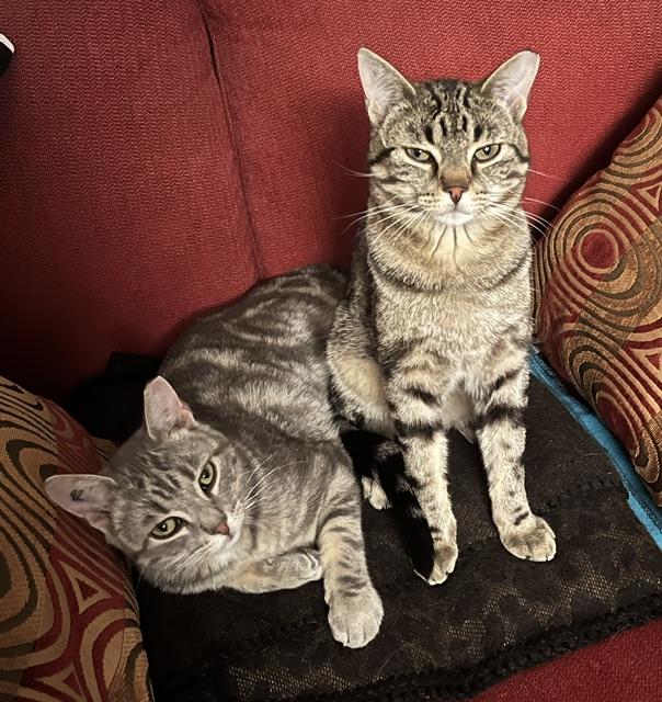 Remy & Sinatra, an adopted Domestic Short Hair in Calgary, AB image 2/4