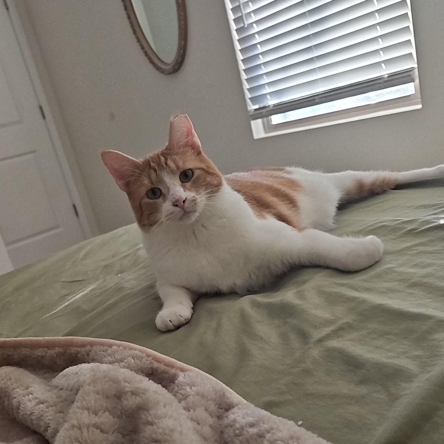 Churro, ADOPTABLE, Young Male Tabby.