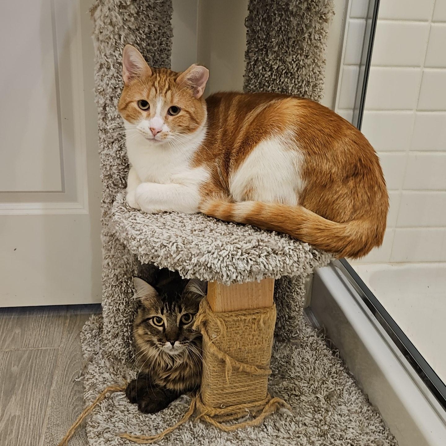 Enlarge Churro, a ADOPTABLE Tabby in Peoria, AZ image 2/3