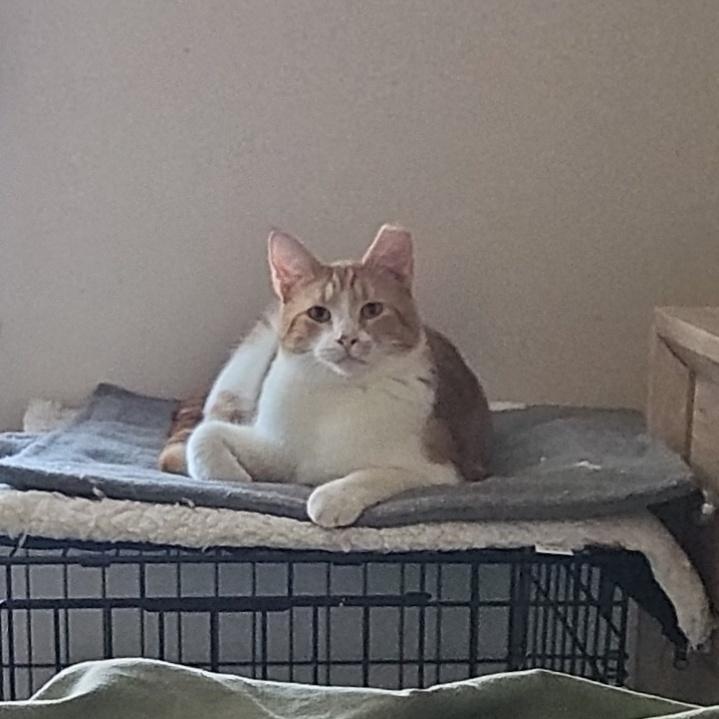 Enlarge Churro, a ADOPTABLE Tabby in Peoria, AZ image 3/3