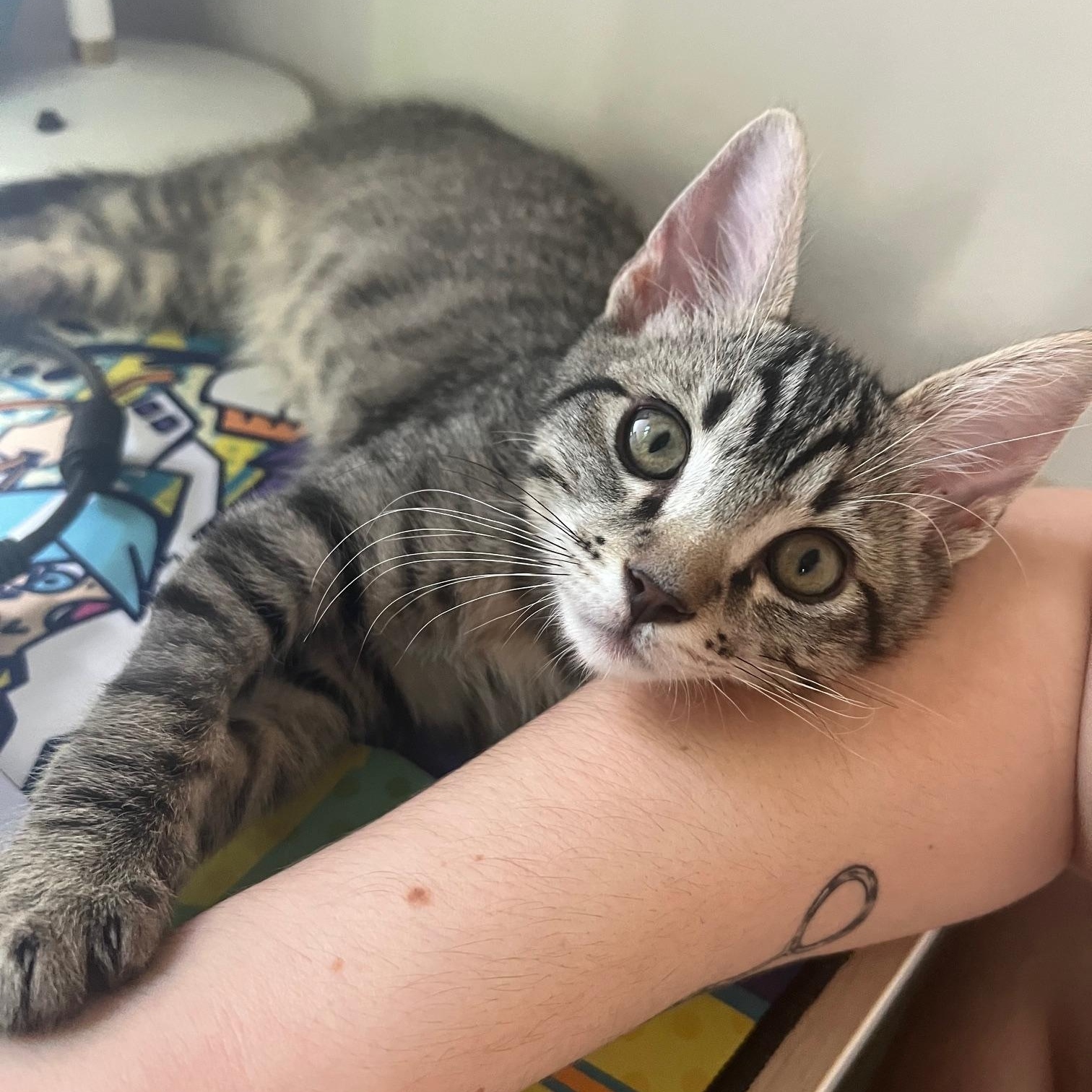 Enlarge Mammoth, a Adoptable Domestic Short Hair in Los Angeles, CA image 1/6