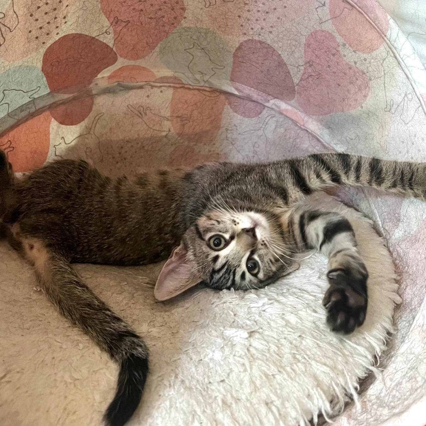 Enlarge Mammoth, a Adoptable Domestic Short Hair in Los Angeles, CA image 2/6