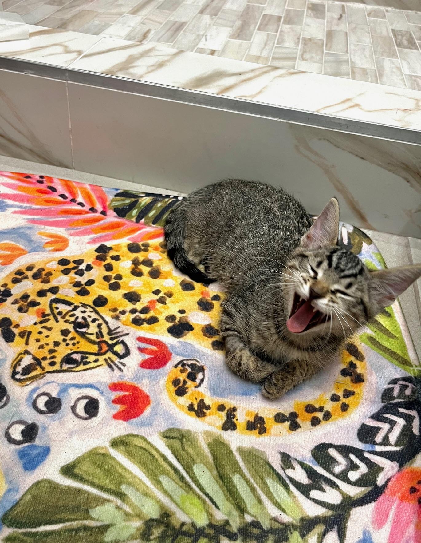 Enlarge Mammoth, a Adoptable Domestic Short Hair in Los Angeles, CA image 3/6