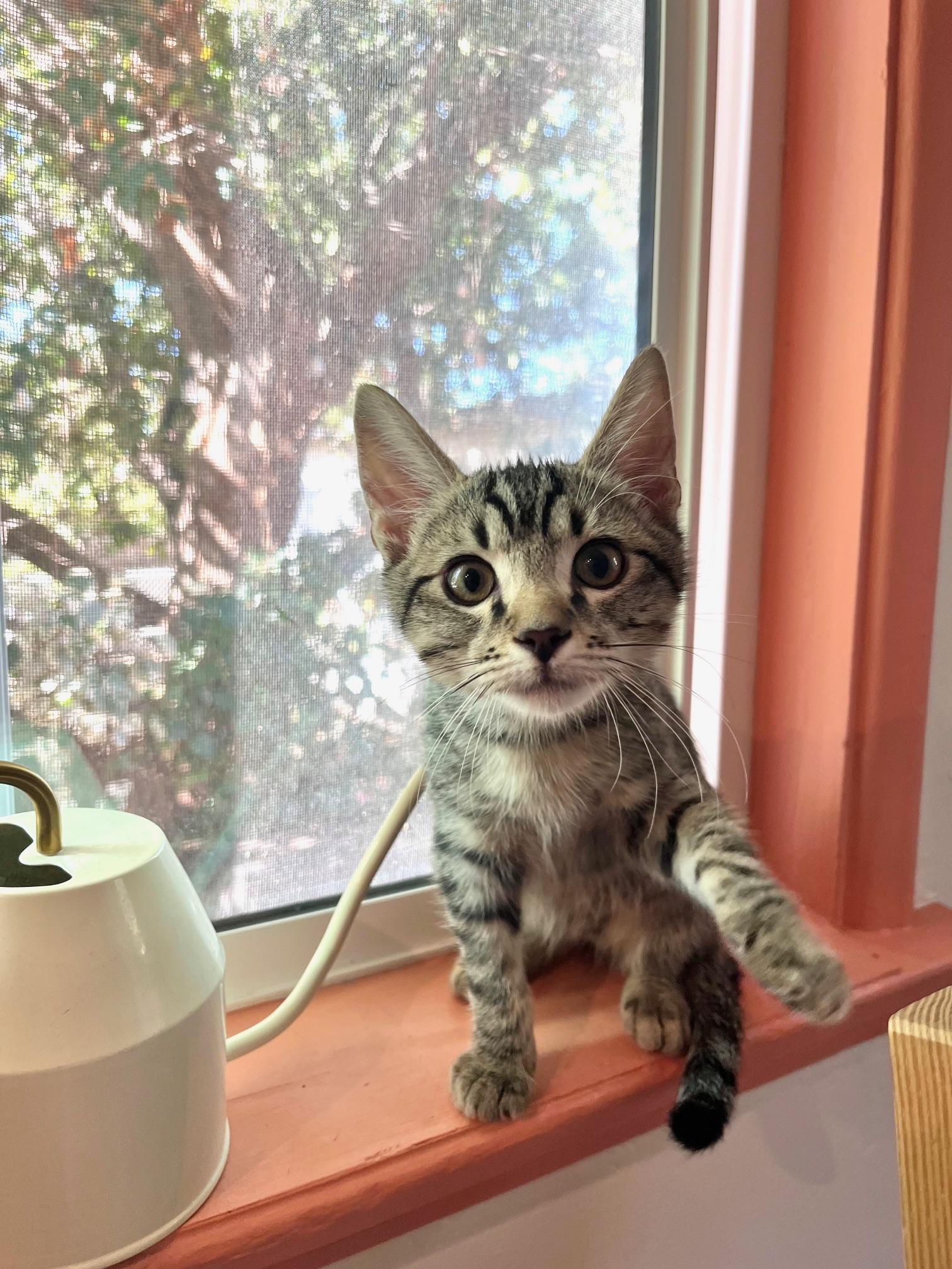 Enlarge Mammoth, a Adoptable Domestic Short Hair in Los Angeles, CA image 5/6