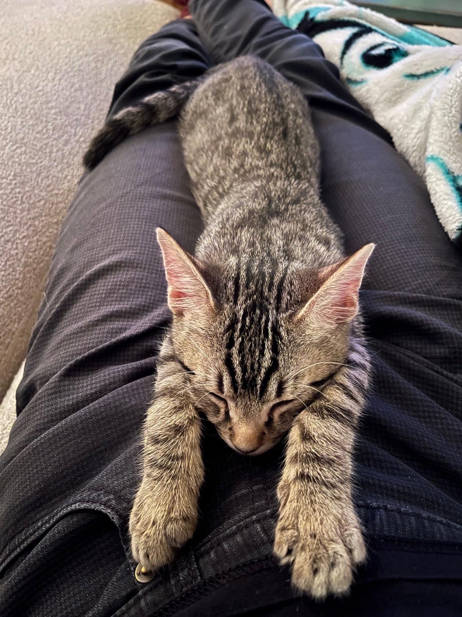 Enlarge Mammoth, a Adoptable Domestic Short Hair in Los Angeles, CA image 6/6