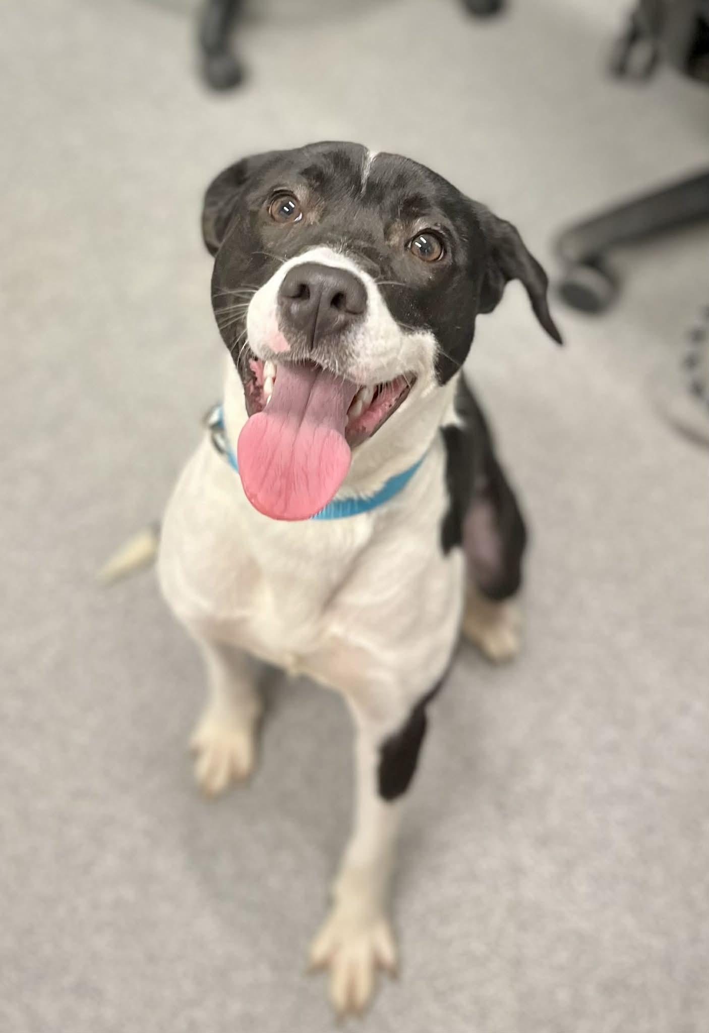 Maggie May , ADOPTABLE, Young Female Mixed Breed.