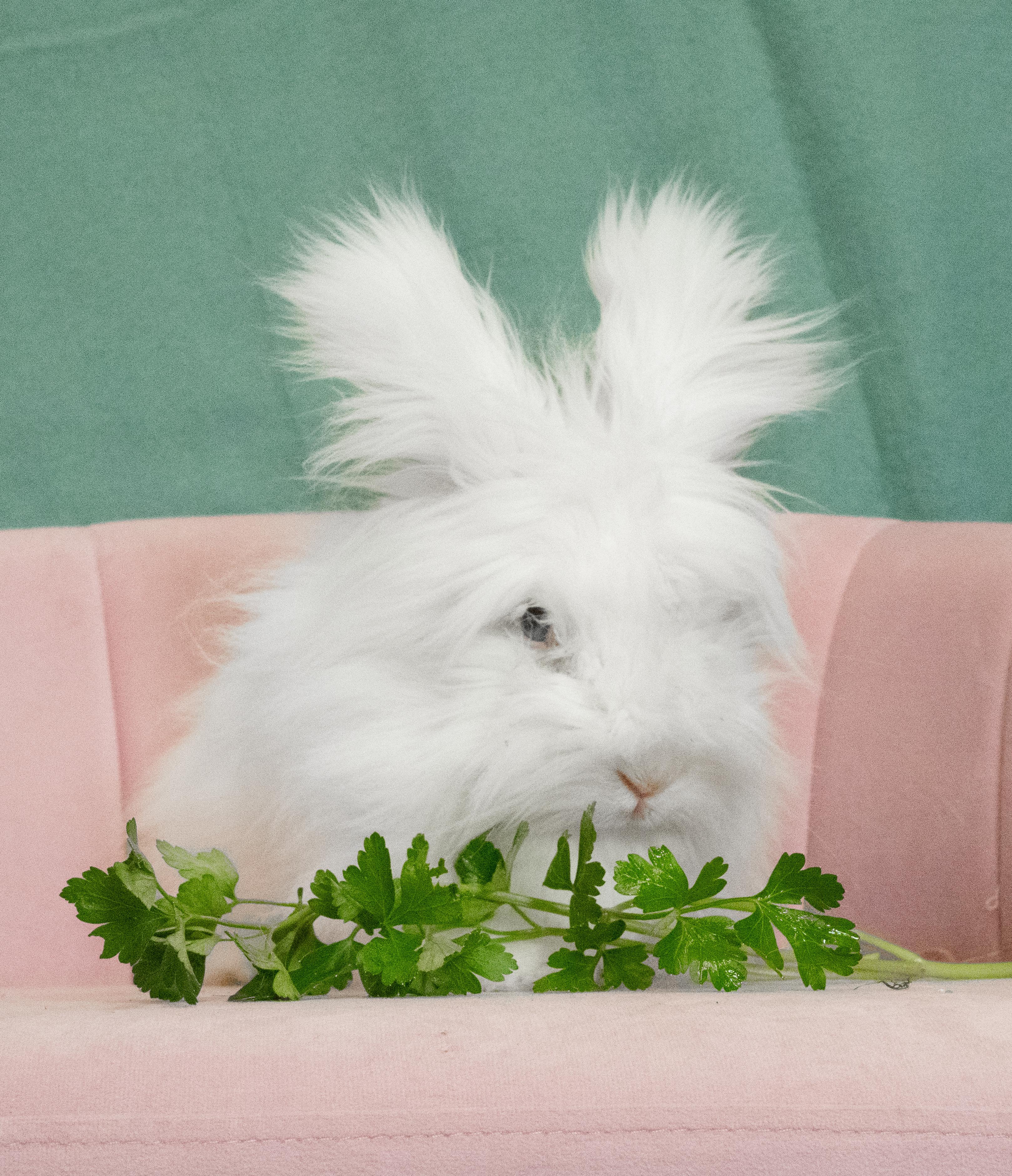 Enlarge Fleece, a Adoptable Angora Rabbit in Chicago, IL image 1/1