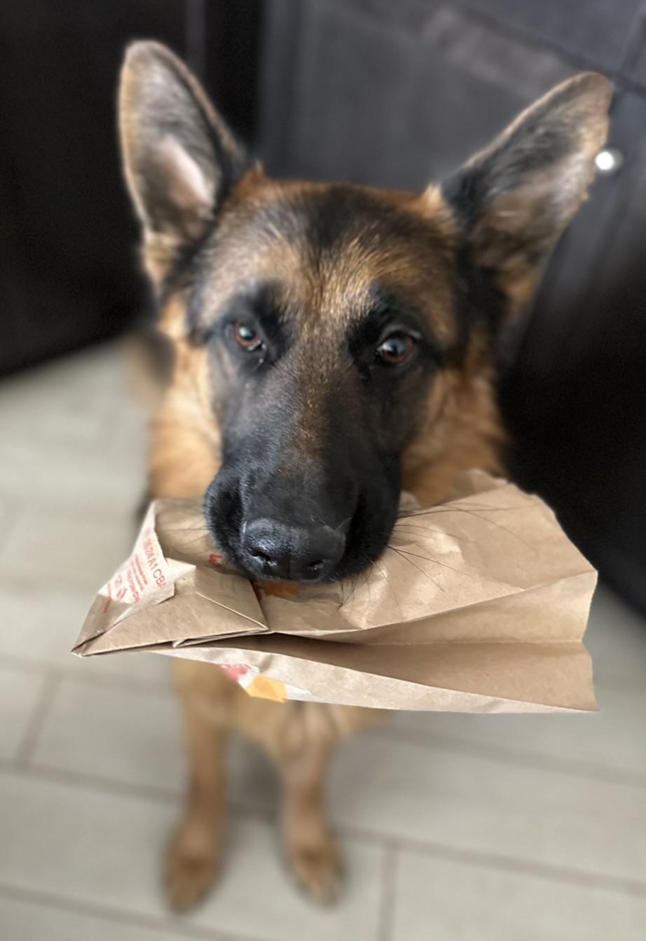 Enlarge Ted, a Adoption Pending German Shepherd Dog in Sammamish, WA image 2/5