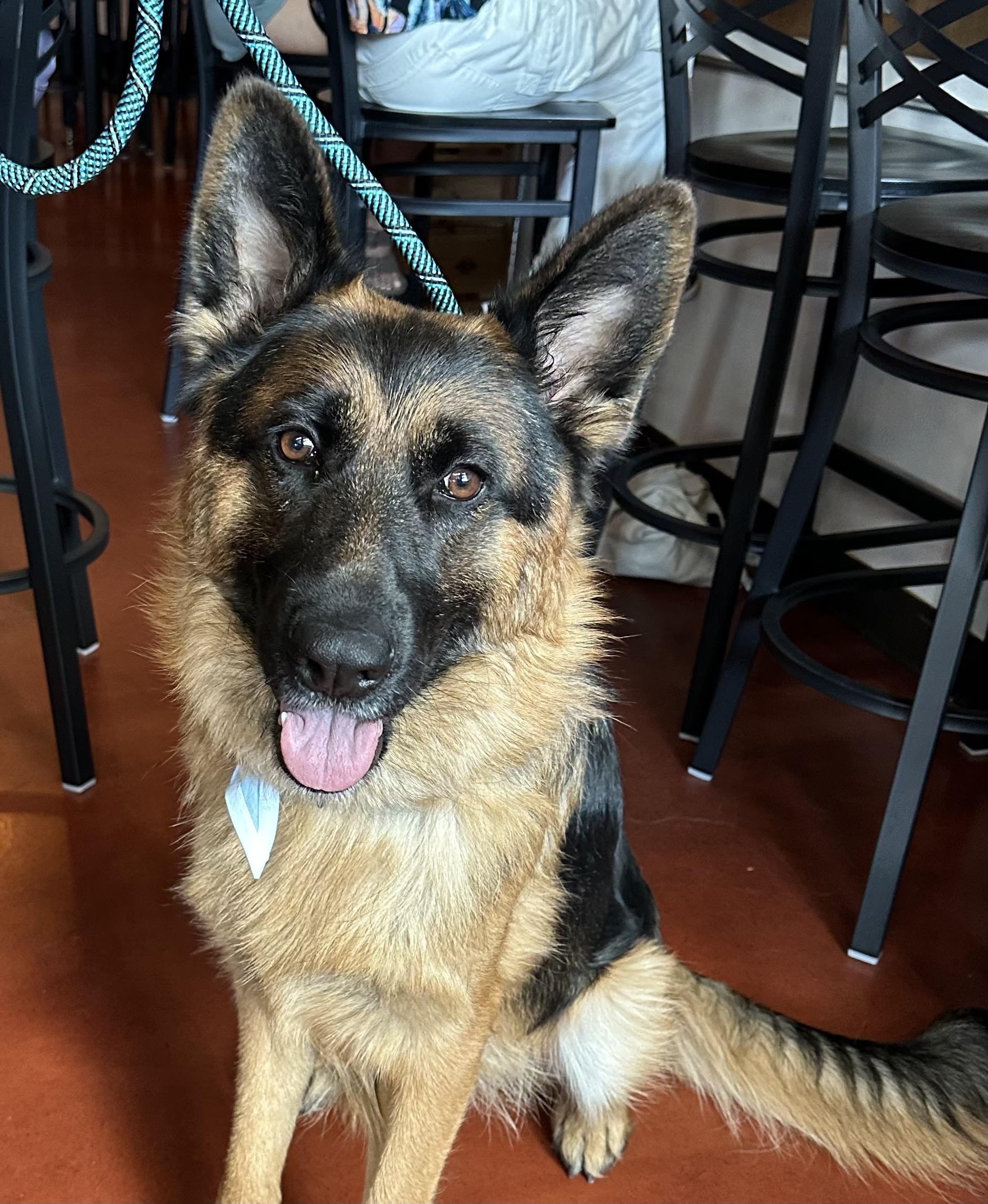 Enlarge Ted, a Adoption Pending German Shepherd Dog in Sammamish, WA image 1/5