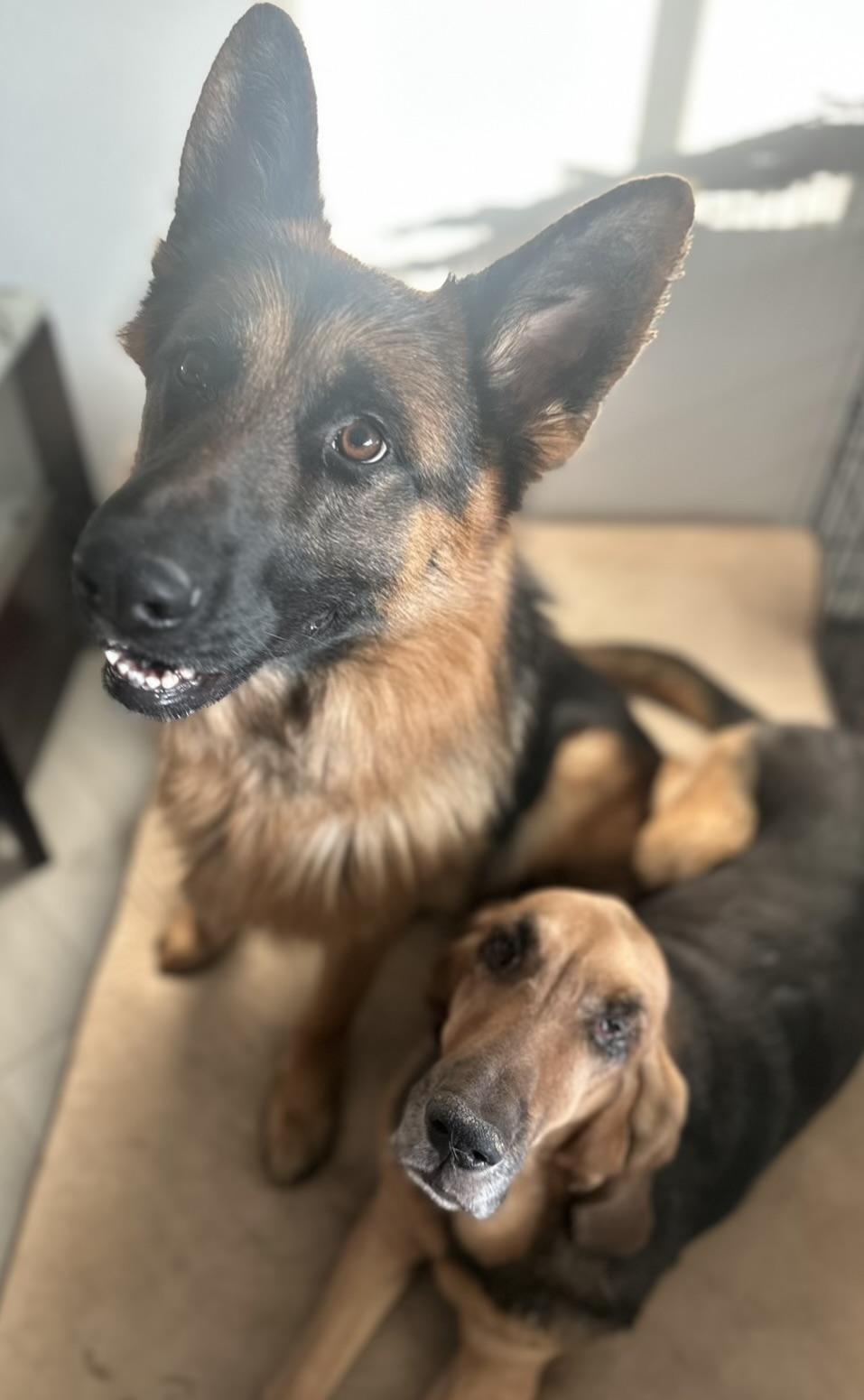 Enlarge Ted, a Adoption Pending German Shepherd Dog in Sammamish, WA image 4/5