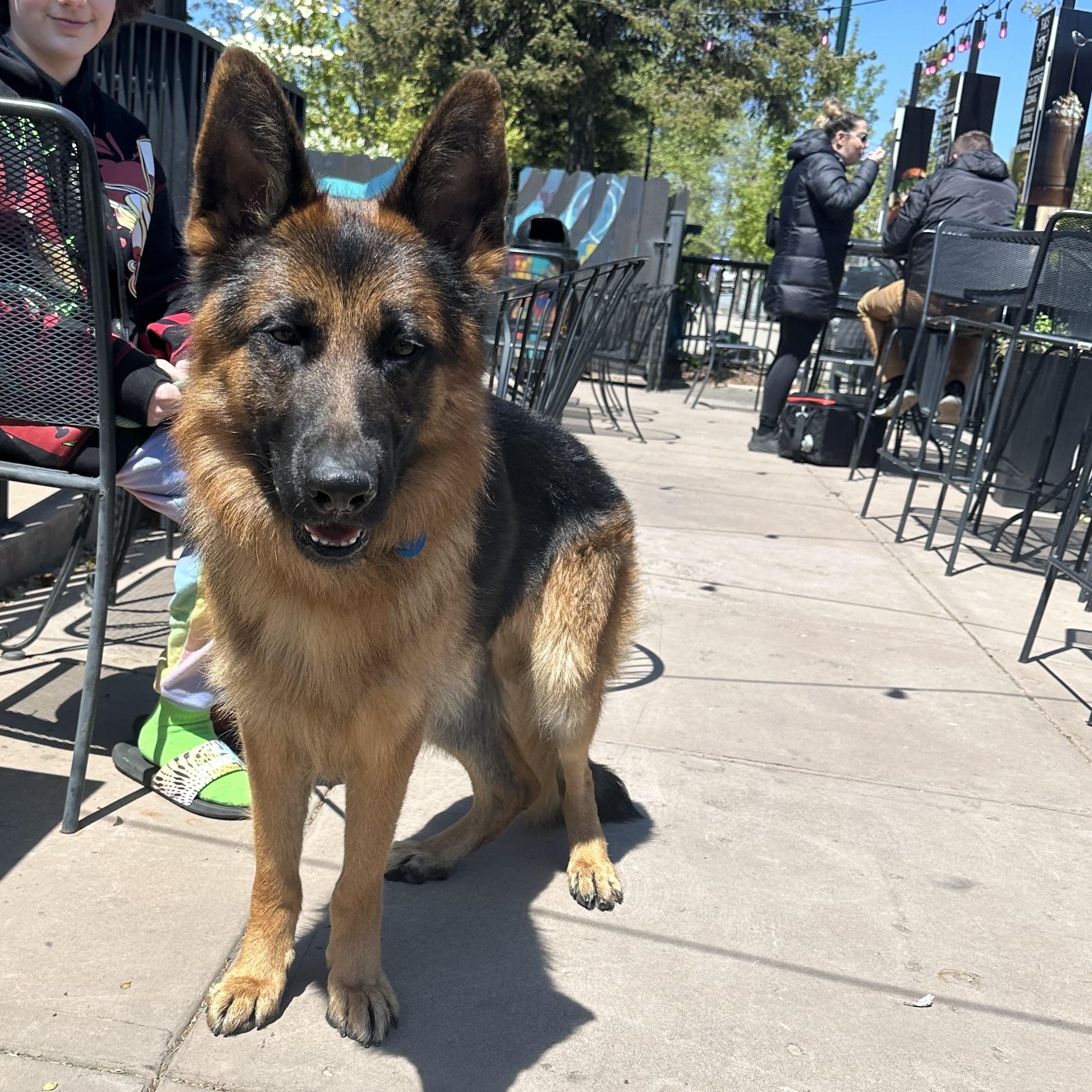 Enlarge Ted, a Adoption Pending German Shepherd Dog in Sammamish, WA image 3/5