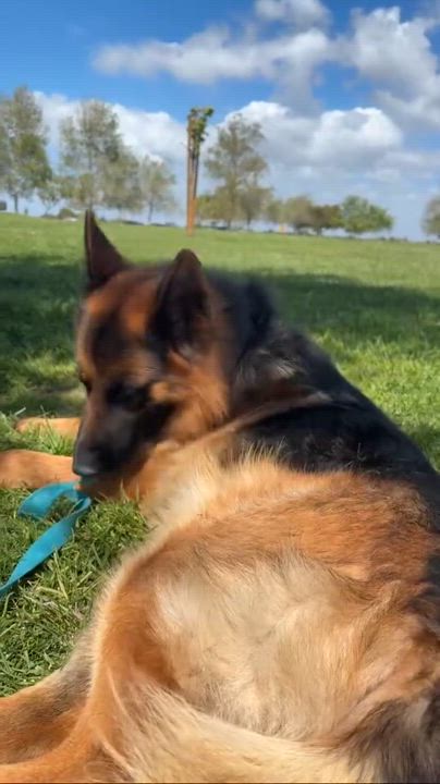 Enlarge Ted, a Adoption Pending German Shepherd Dog in Sammamish, WA video 5/5