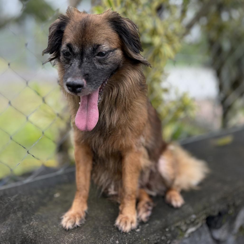 Enlarge Kulei, a Adoptable Mixed Breed in Keaau, HI image 1/6